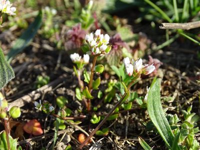 Cochlearia danica, photographed by Grzegorz Grzejszczak