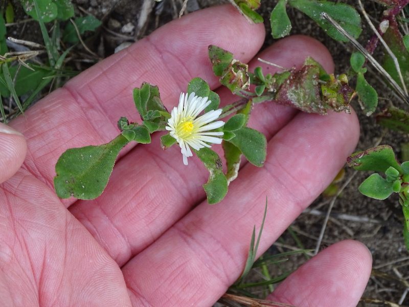 Mesembryanthemum aitonis, photographed by Shaun Swanepoel