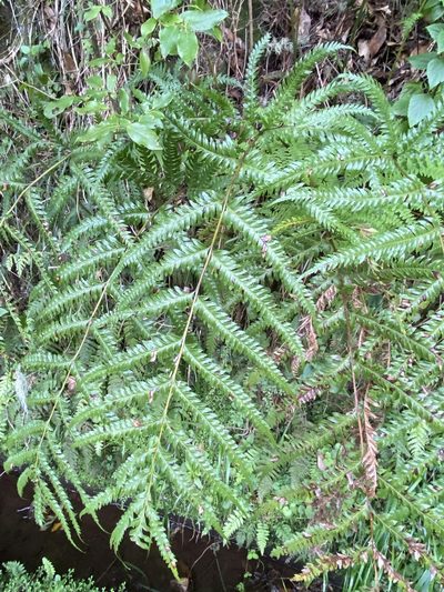 Pteris incompleta, photographed by Asher P Higgins