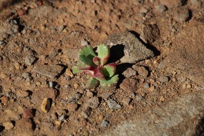 Stomatium viride, photographed by Tony Rebelo