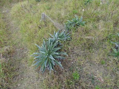 Echium simplex, photographed by Shaun Swanepoel