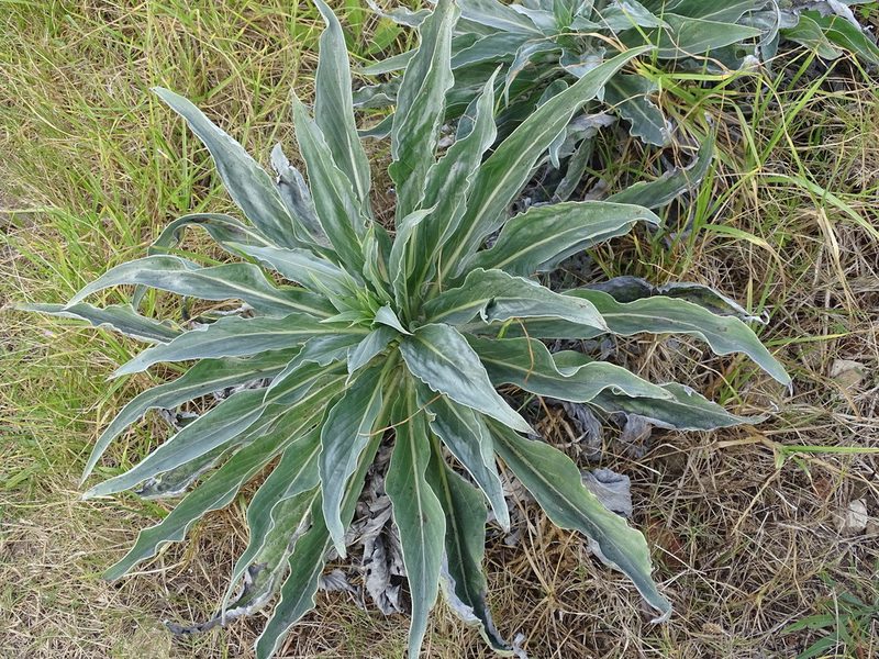 Echium simplex, photographed by Shaun Swanepoel