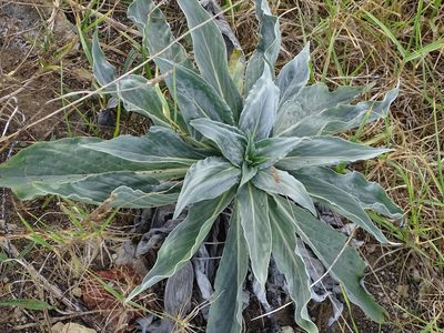 Echium simplex, photographed by Shaun Swanepoel