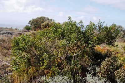 Searsia glauca, photographed by Tony Rebelo
