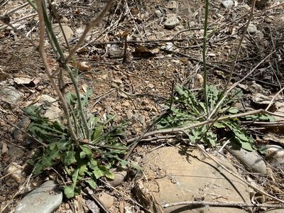 Chondrilla juncea, photographed by Leah Gardner