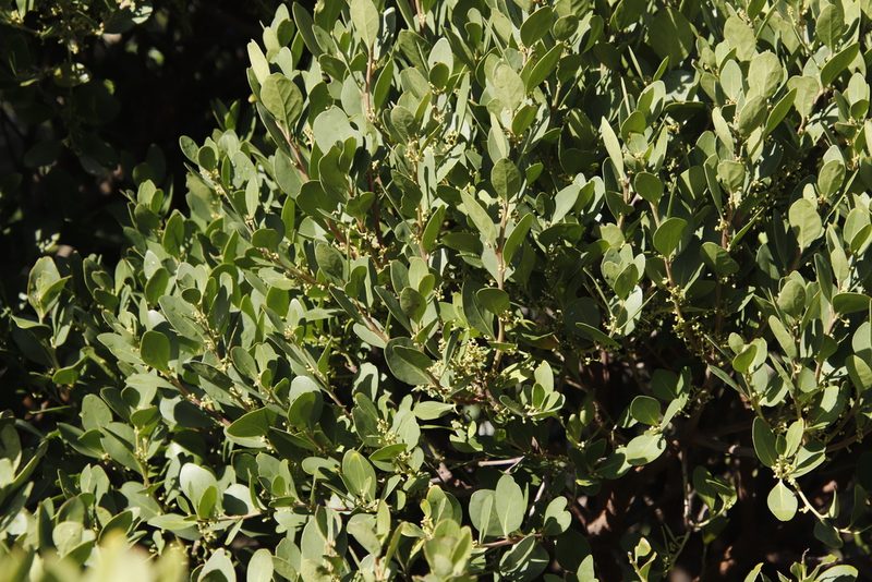 Robsonodendron maritimum, photographed by Tony Rebelo
