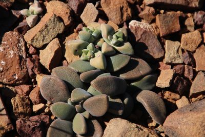 Deilanthe peersii, photographed by Tony Rebelo