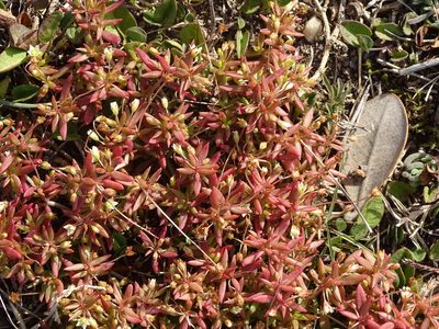 Crassula expansa, photographed by Shaun Swanepoel