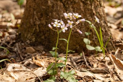 Cardamine douglassii, photographed by Patrick Hanly