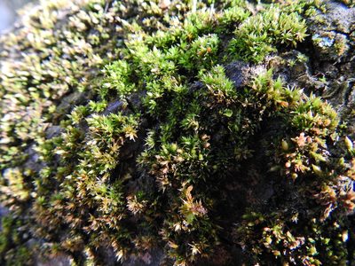 Orthotrichum diaphanum, photographed by Susan Marley