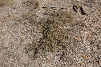 Atriplex semibaccata, photographed by Tony Rebelo