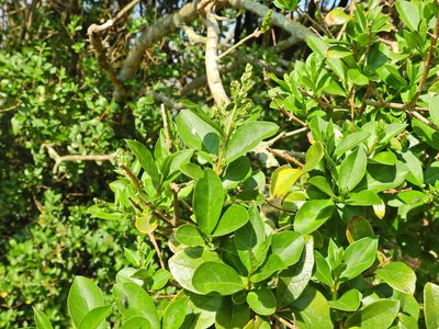 Ligustrum ovalifolium, photographed by Susan Marley