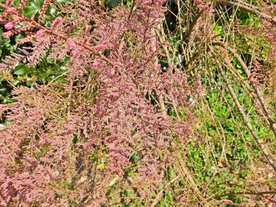 Tamarix gallica, photographed by Susan Marley