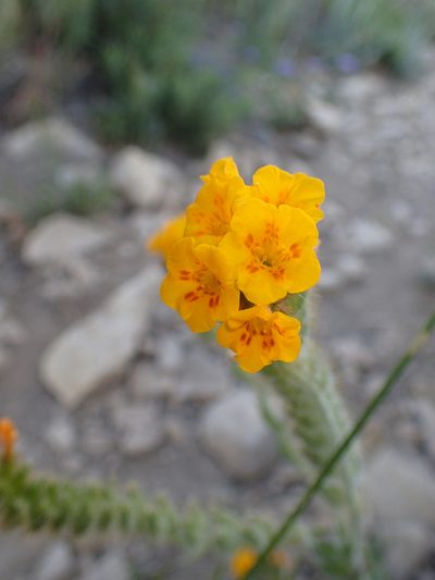 Amsinckia douglasiana, photographed by George Williams