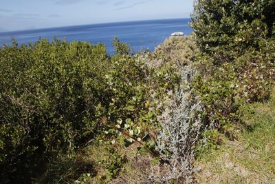 Searsia tomentosa, photographed by Tony Rebelo