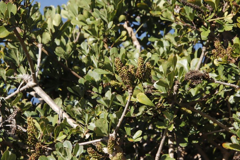 Cussonia thyrsiflora, photographed by Tony Rebelo