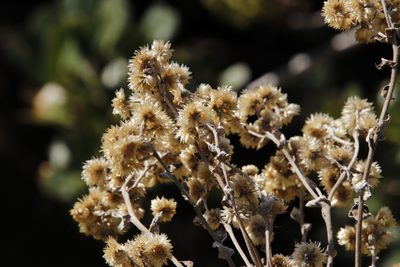 Helichrysum foetidum, photographed by Tony Rebelo