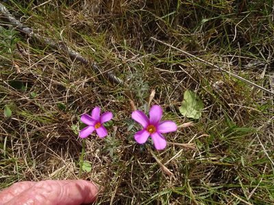 Oxalis ciliaris, photographed by Shaun Swanepoel