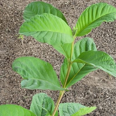 Psidium guajava, photographed by Maria Janeiro