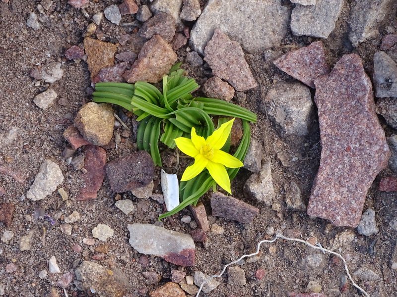Empodium gloriosum, photographed by Shaun Swanepoel