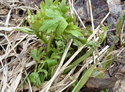 Ranunculus propinquus, photographed by Виктория Билоус