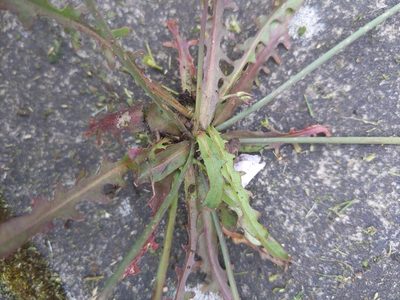 Hypochaeris glabra, photographed by Liam Gerry