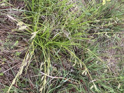Carex cherokeensis, photographed by Martha Richeson