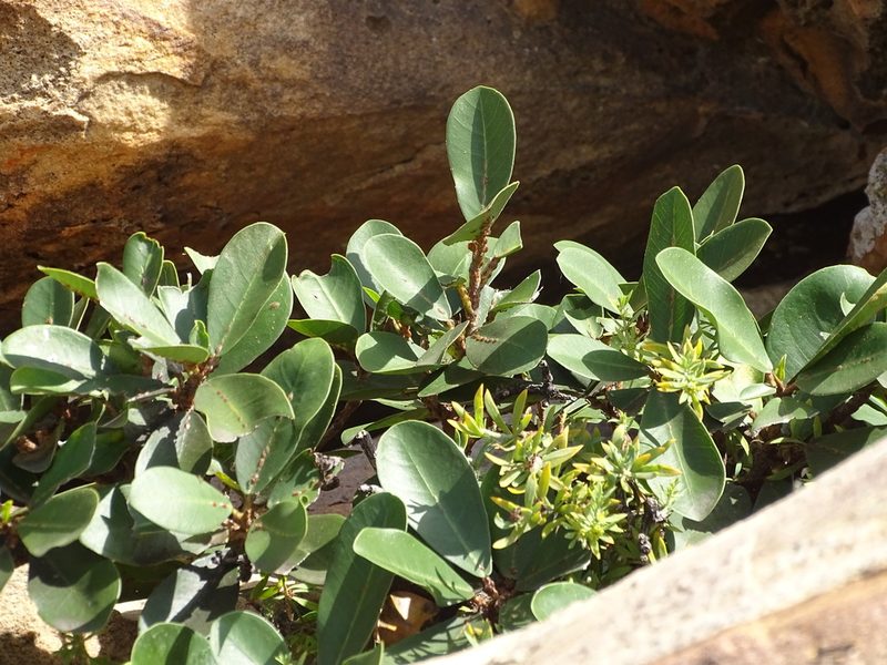 Ficus burtt-davyi, photographed by Shaun Swanepoel