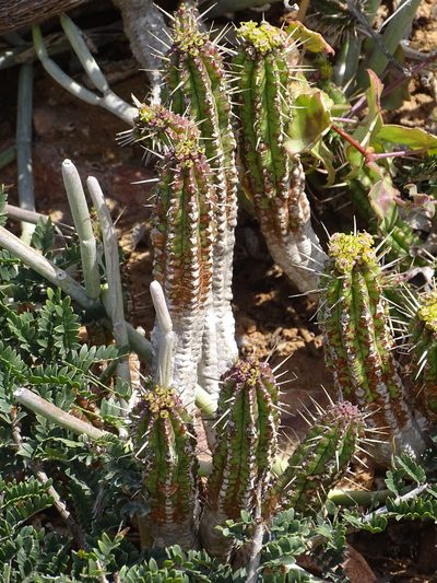 Euphorbia mammillaris, photographed by Shaun Swanepoel