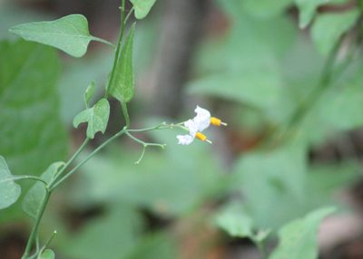 Solanum triquetrum, photographed by Steven Lamonde