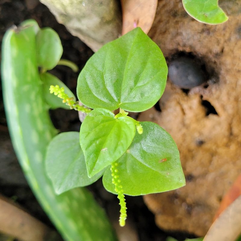 Peperomia pellucida, photographed by Maria Janeiro