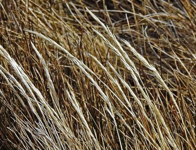 Festuca contracta