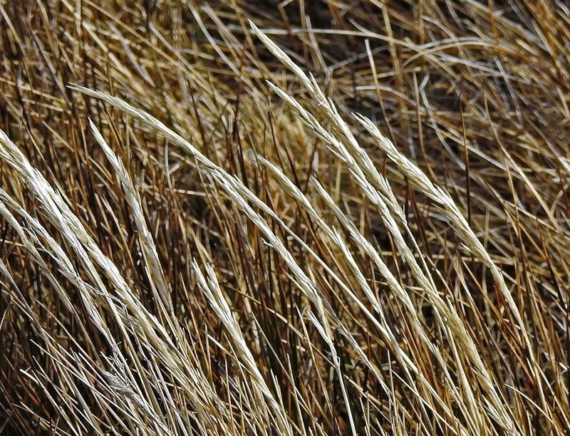 Festuca contracta, photographed by Hugo Hulsberg