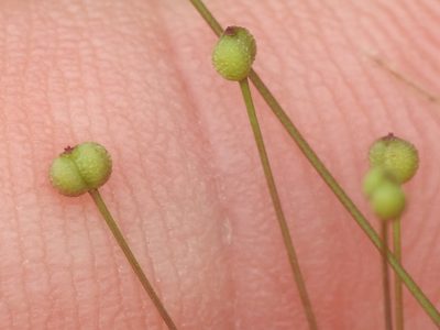 Spermolepis divaricata, photographed by Sam Kieschnick
