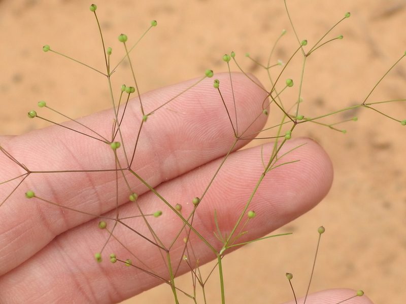 Spermolepis divaricata, photographed by Sam Kieschnick