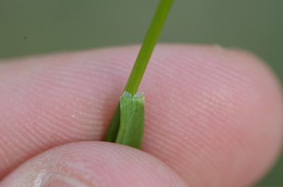 Poa pratensis, photographed by nicoweg