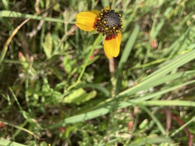 Rudbeckia amplexicaulis, photographed by Martha Richeson
