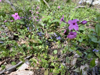 Phlox stolonifera, photographed by Mason Heberling