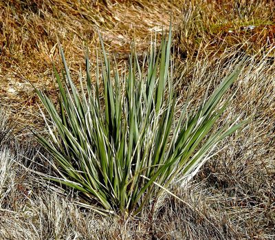 Poa flabellata, photographed by Hugo Hulsberg