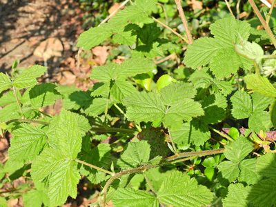 Rubus horrefactus, photographed by Susan Marley