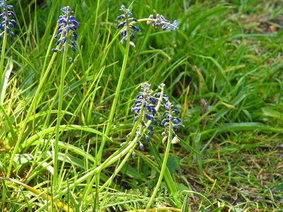 Muscari armeniacum, photographed by Susan Marley