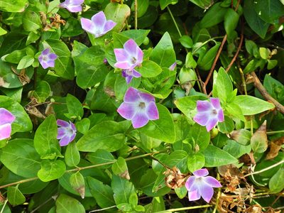 Vinca difformis, photographed by Susan Marley