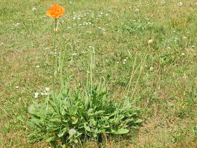 Papaver atlanticum, photographed by Susan Marley