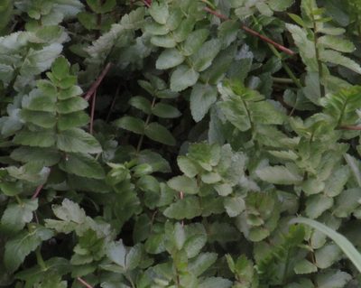 Berula erecta, photographed by Jon Mortin