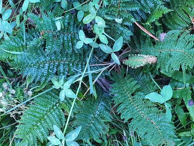 Polystichum vestitum, photographed by Jaco Grundling
