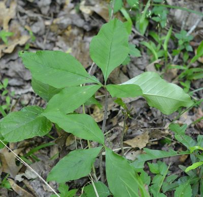 Arisaema quinatum, photographed by Amber M. King