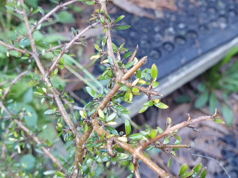 Coprosma propinqua, photographed by Jaco Grundling
