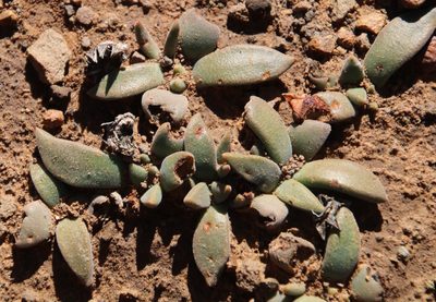 Deilanthe peersii, photographed by Tony Rebelo