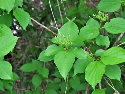 Cornus drummondii, photographed by Annika Lindqvist