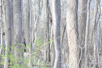 Nyssa sylvatica, photographed by Zac Peterson
